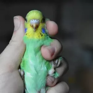Cum să determinați corect podeaua unui papagal și pui ondulat adult